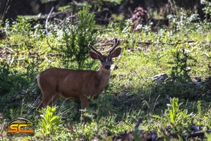Oregon Mule Deer (2 year old)